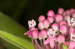 Swamp milkweed